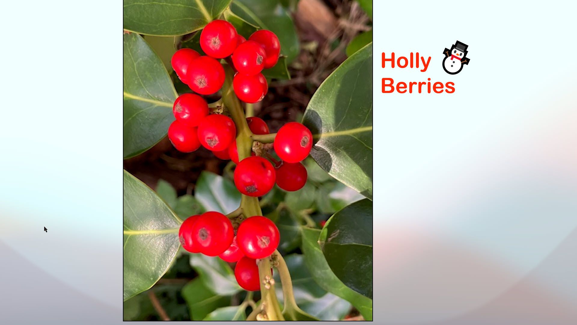 Holly Berries