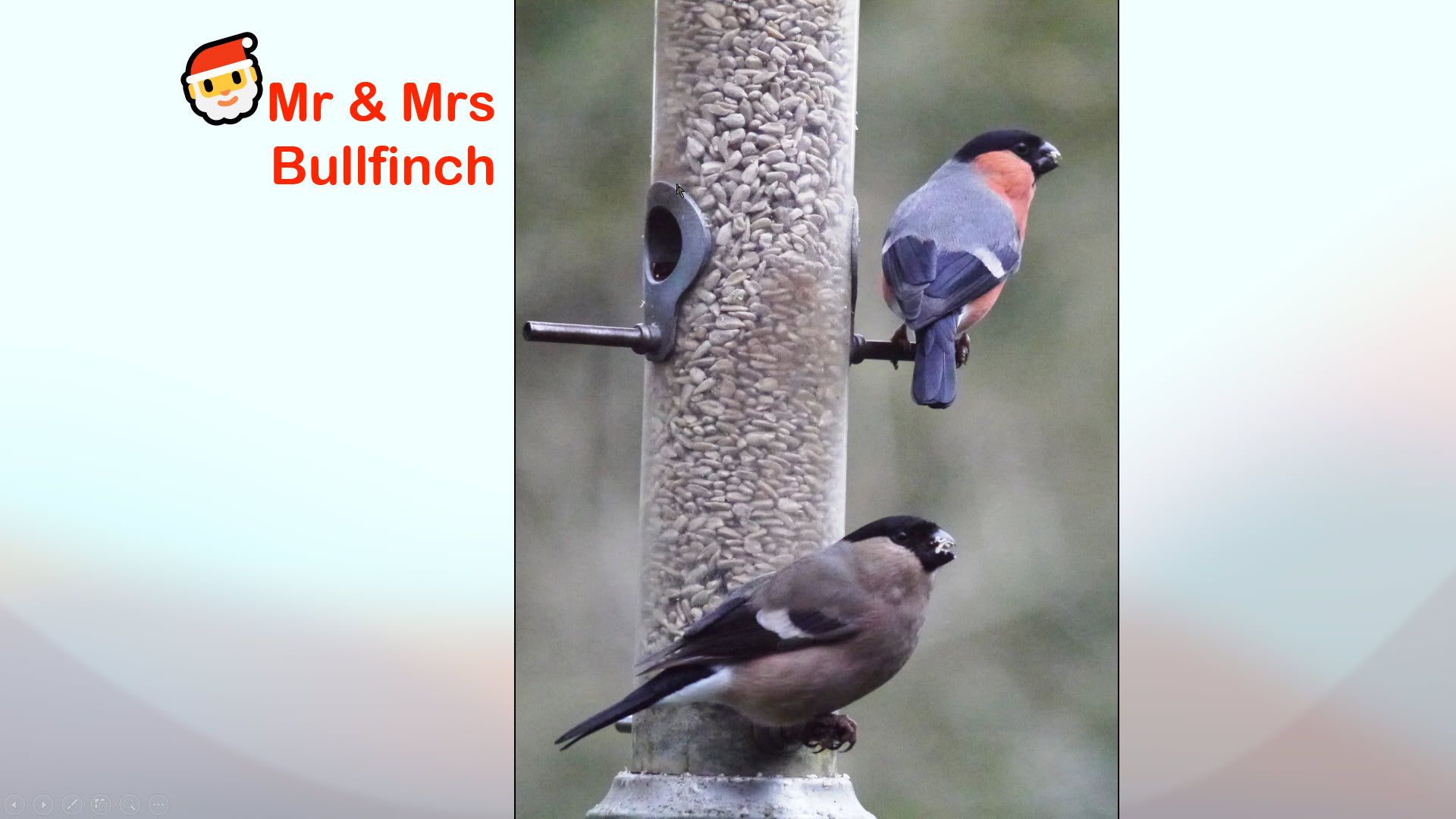 Mr. & Mrs. Bullfinch