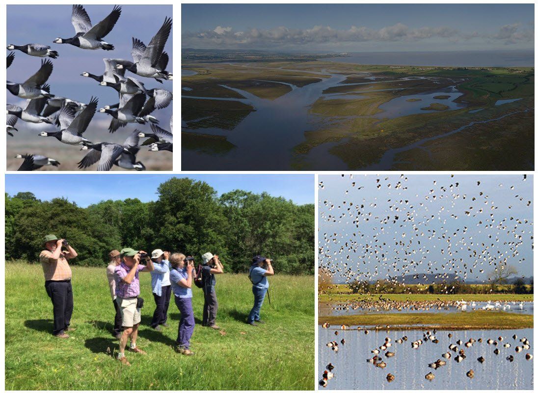 Bristol 1904 Arts - Bird Watcher group composite image near Steart Marshes