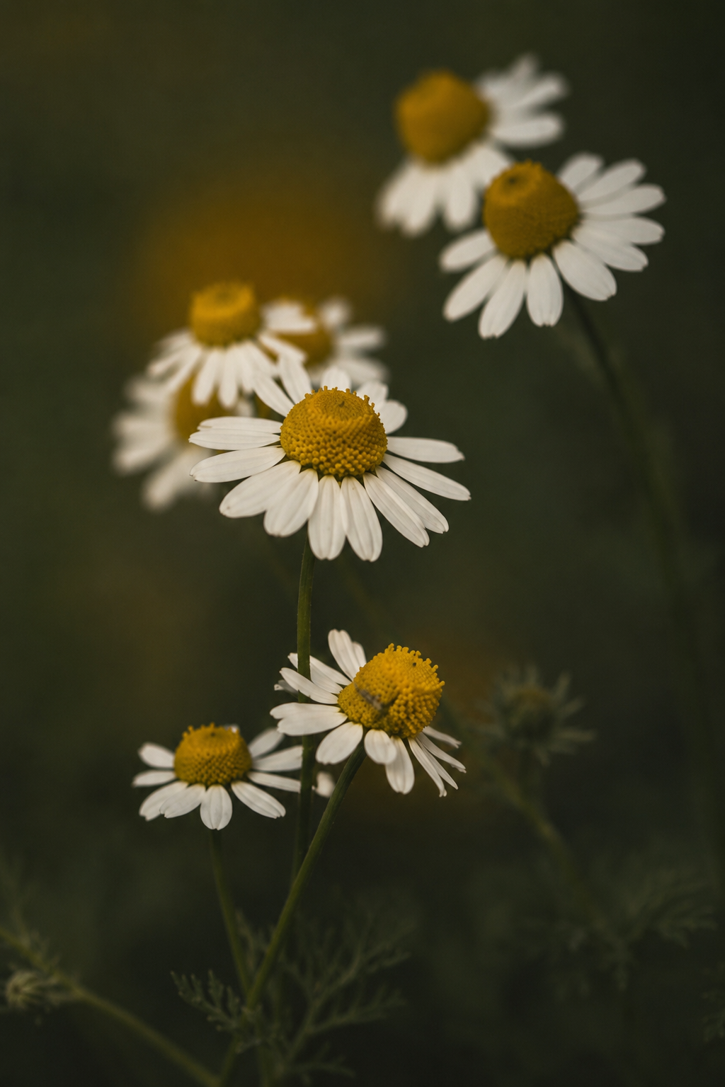 White daisies with yellow centers blooming against a dark, blurred background