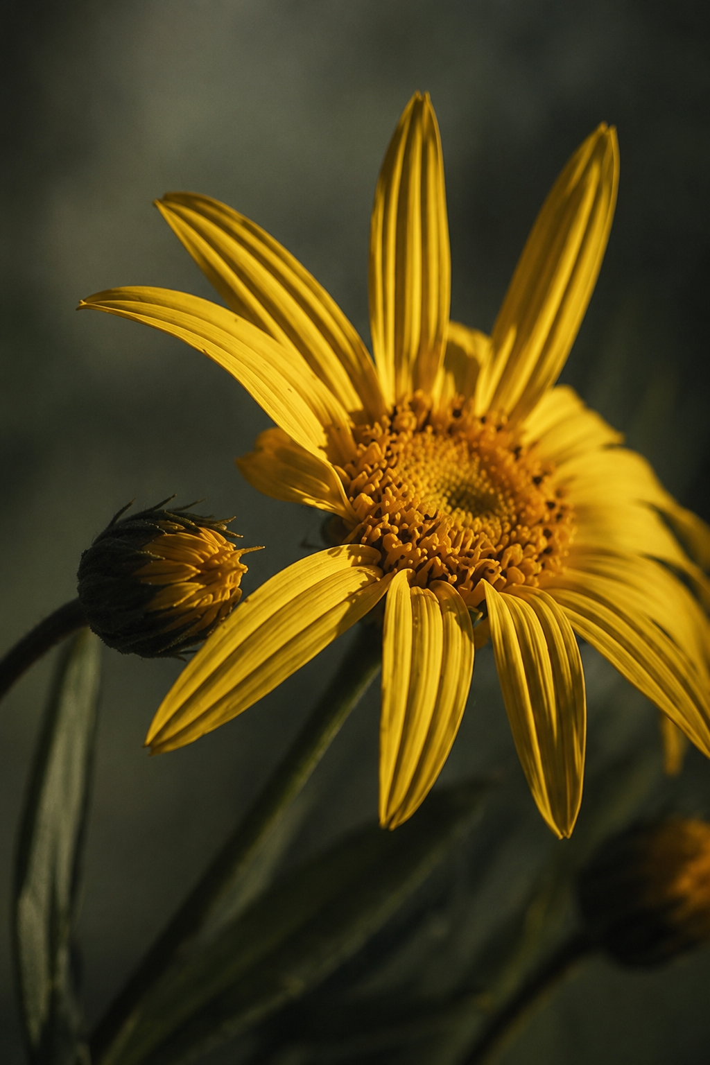 Close-up of a yellow wildflower with a bee bud against a dark blurred background