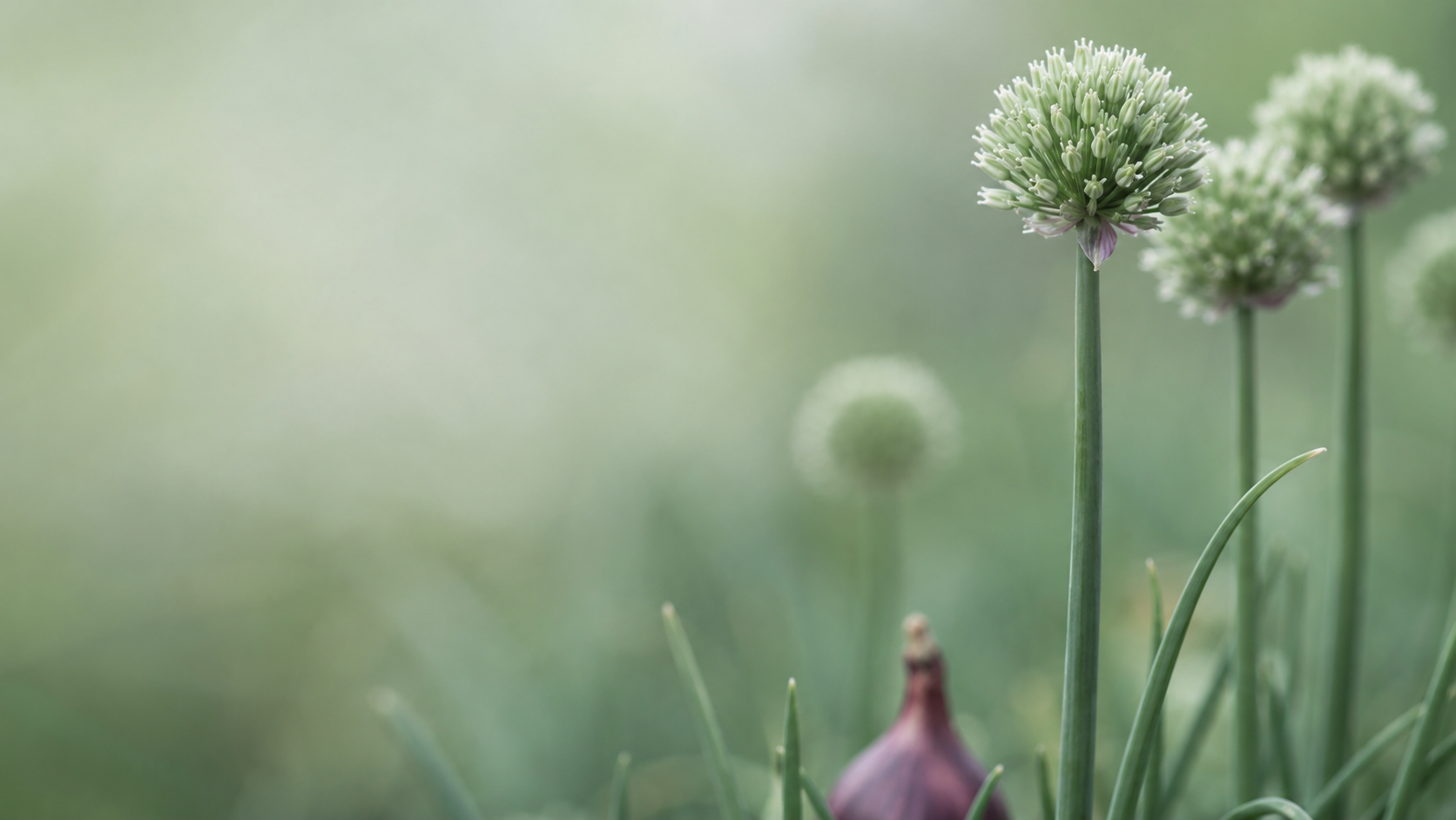 Soft-focus garden scene with pale green allium flowers and a blurred pink flower at the bottom.