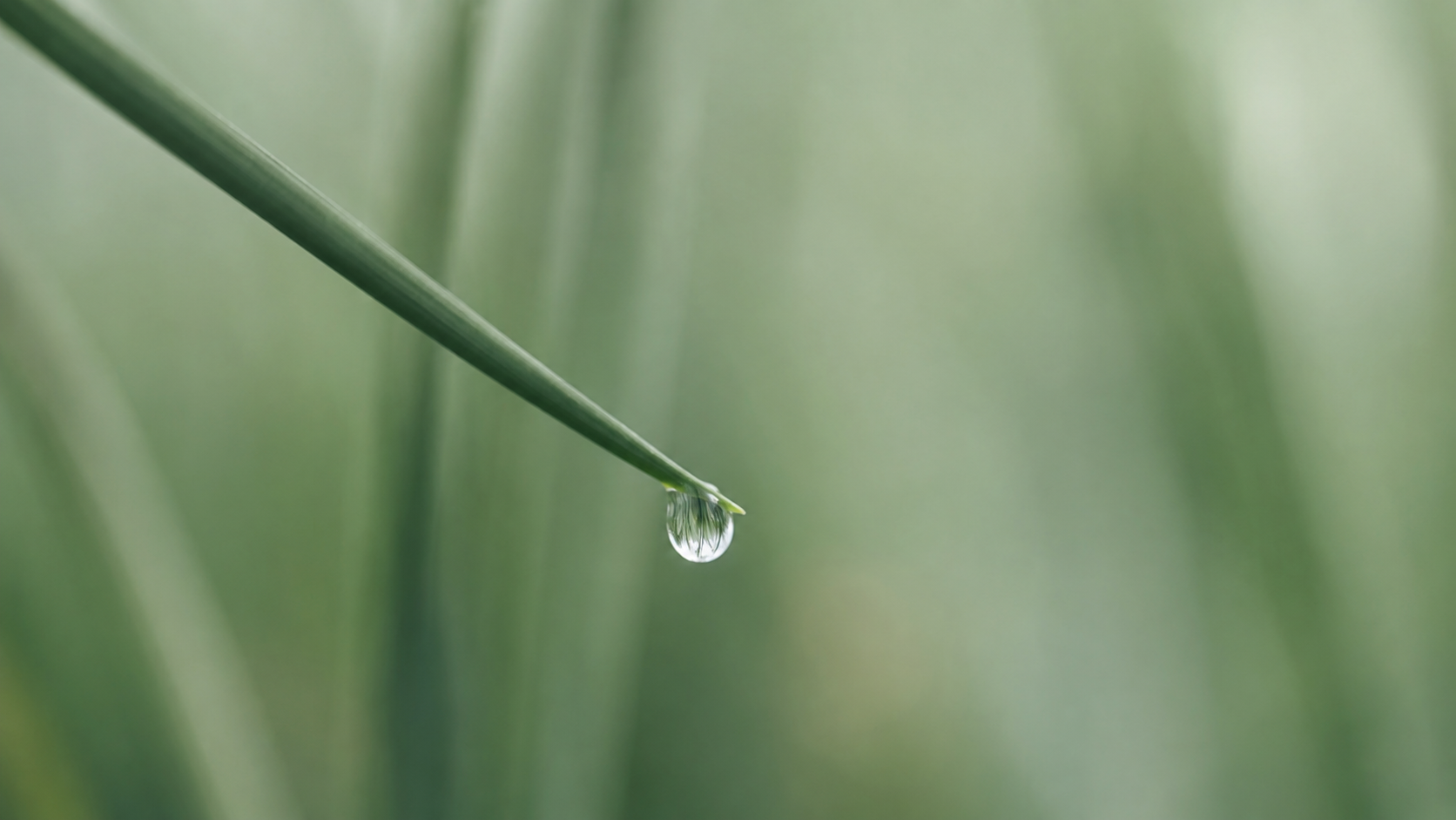 A green blade of grass with a dewdrop against a soft blurred background.