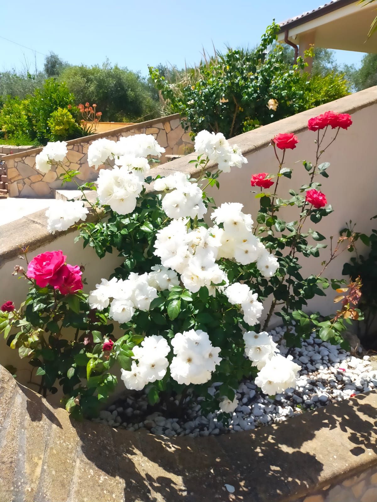 il giardino fiorito