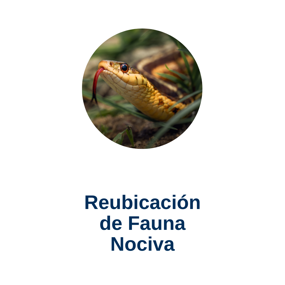 fauna