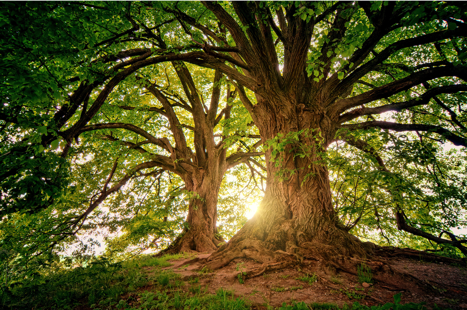 About Oakland Tree Pros