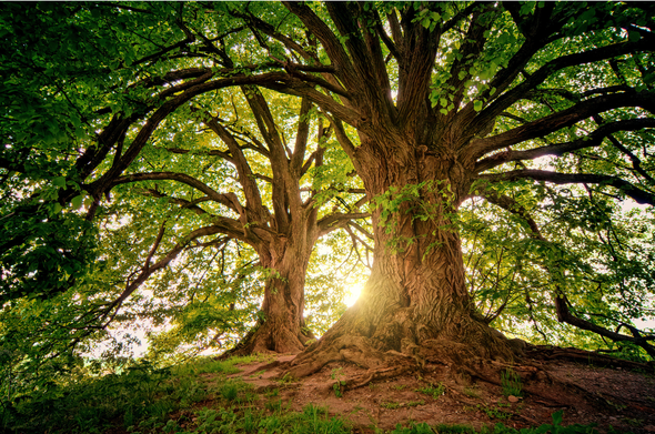 About Oakland Tree Pros