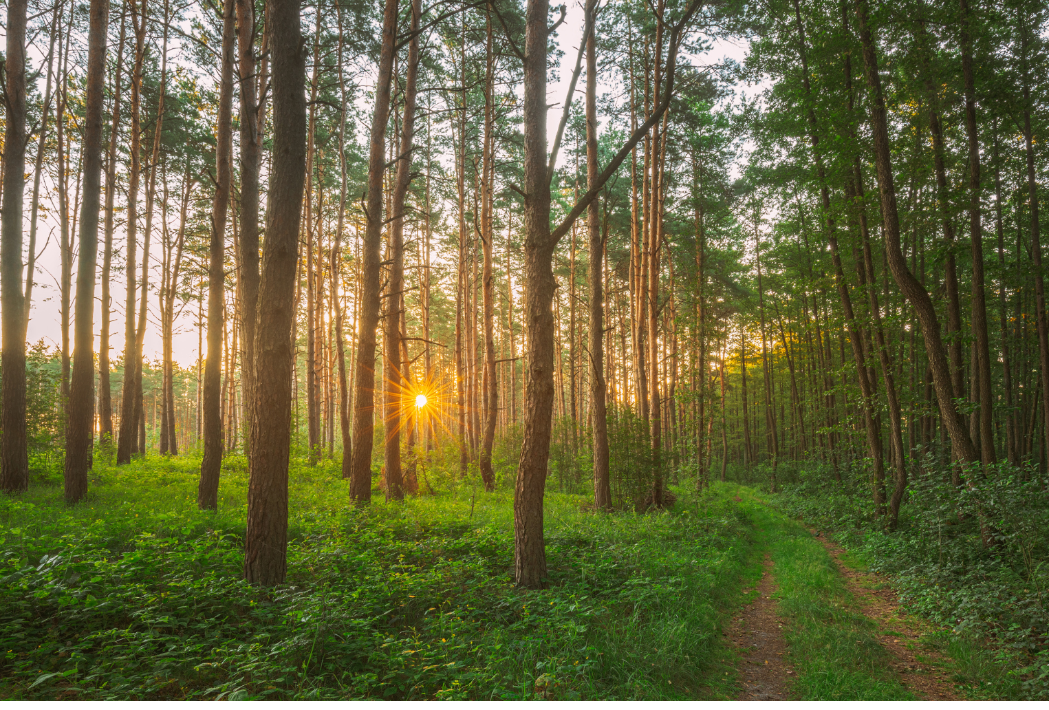 About Oakland Tree Pros Services