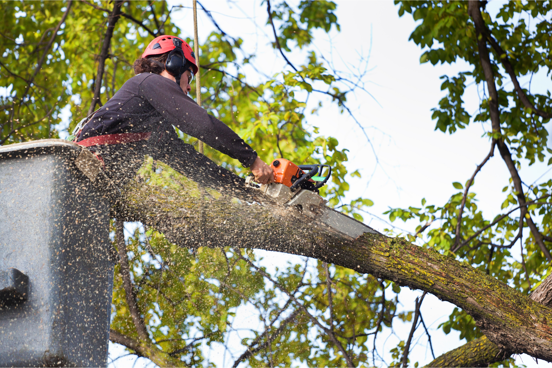 Oakland Tree Pro's Tree Trimming