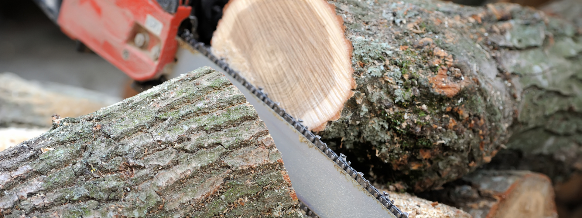Oakland Tree Pros Tree Removal