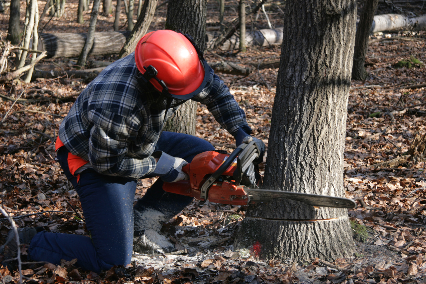 Oakland Tree Pros Tree Removal