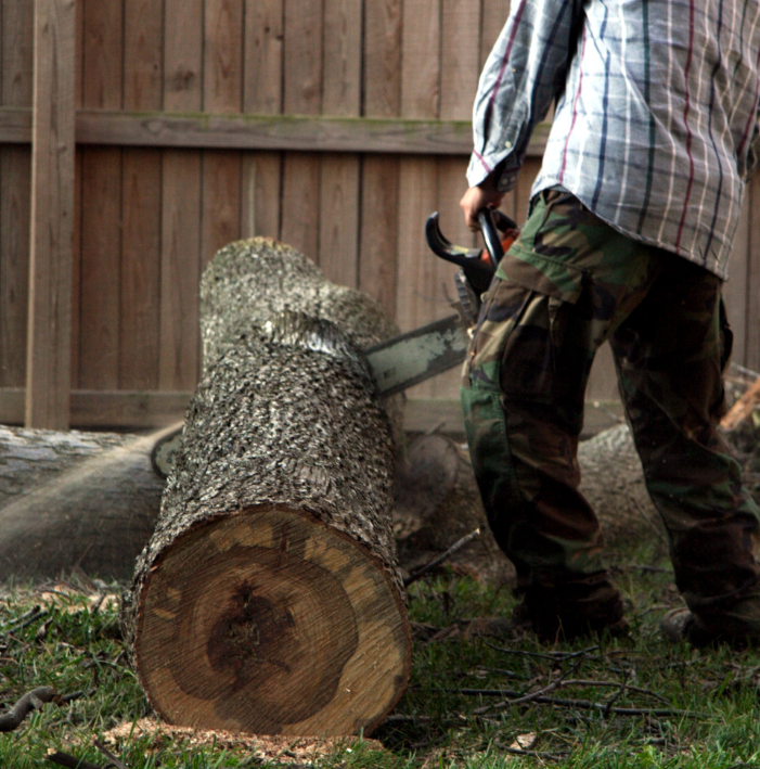 Tree Removal Oakland Tree Pro's