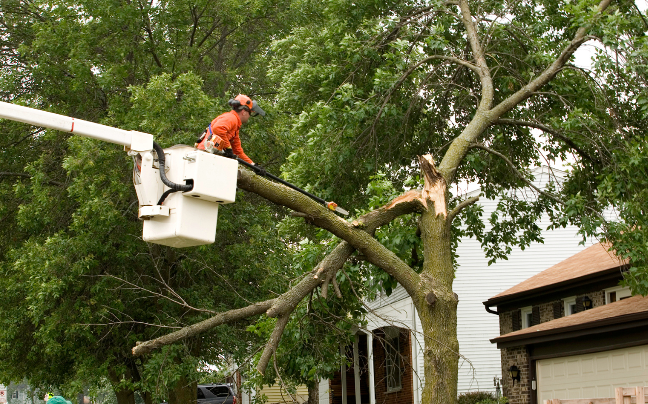 Oakland Tree Pro's 24/7 Tree Removal