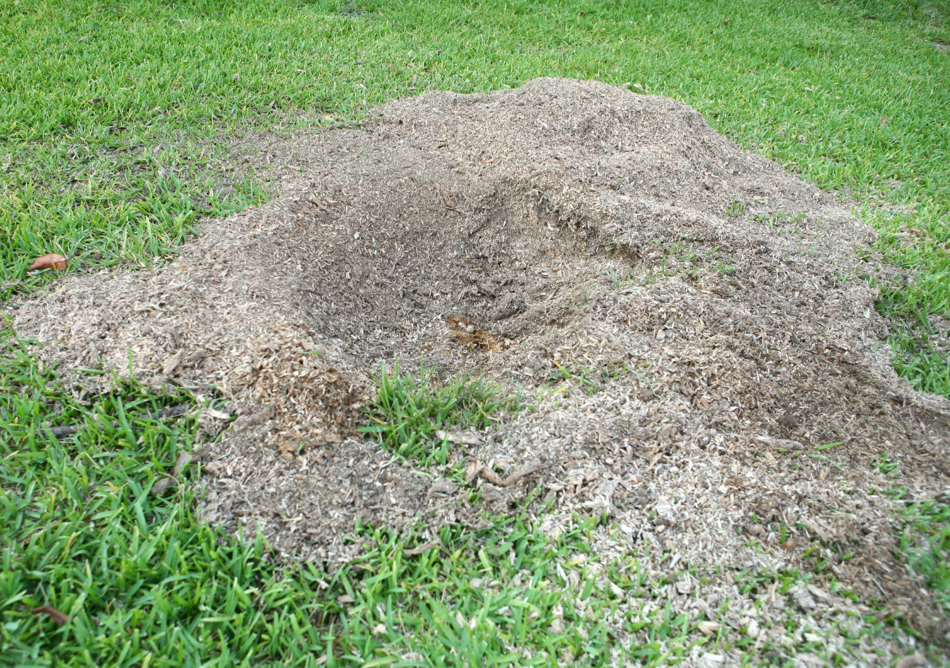 Stump Removal Oakland Tree Pros
