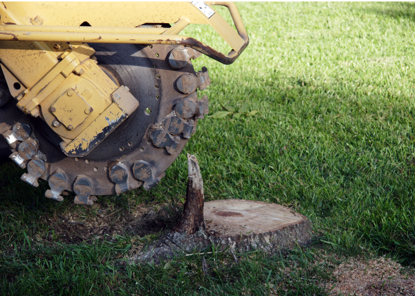 Oakland Tree Pros Stump Removal