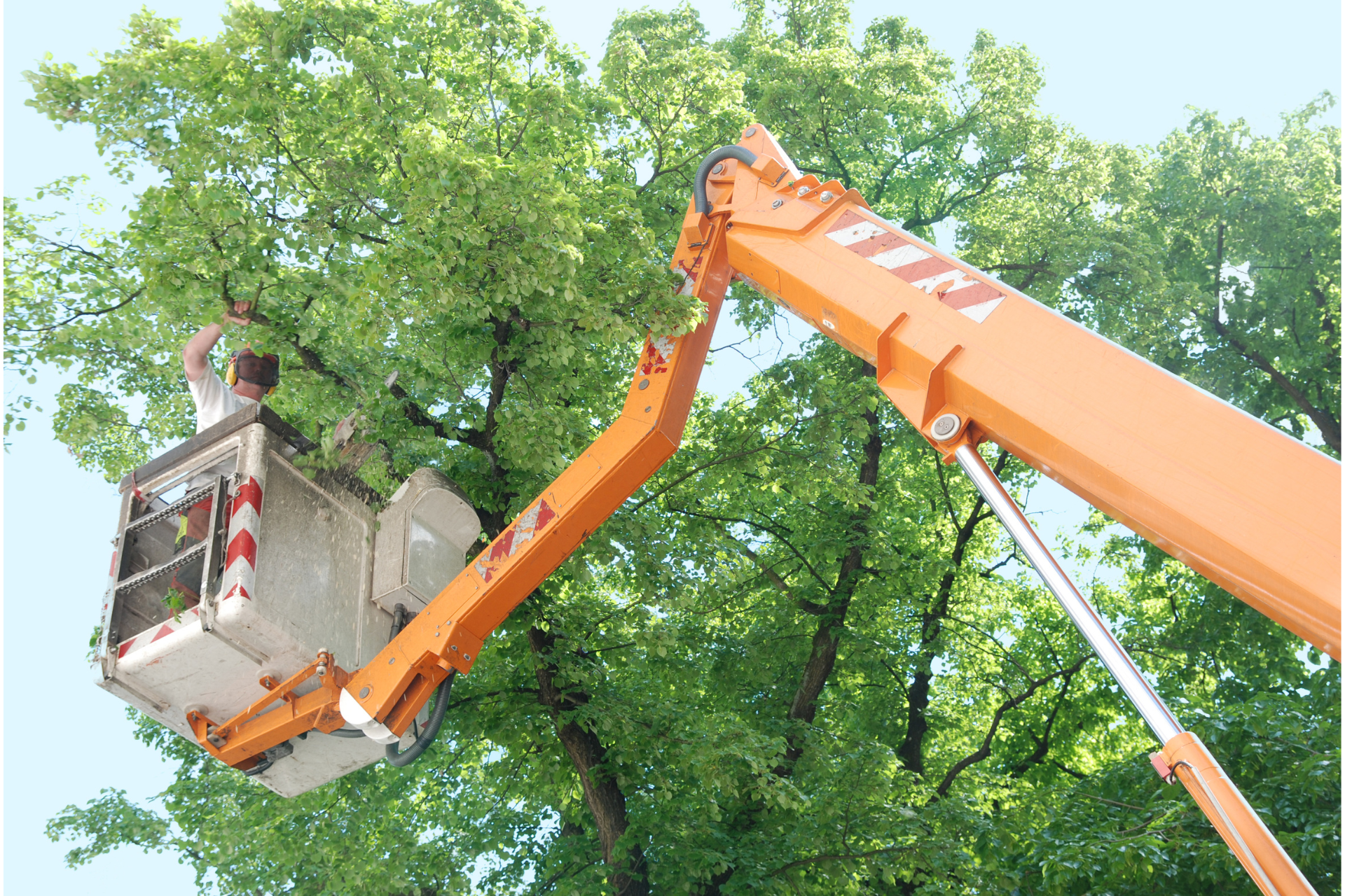Oakland Tree Pros Tree Trimming