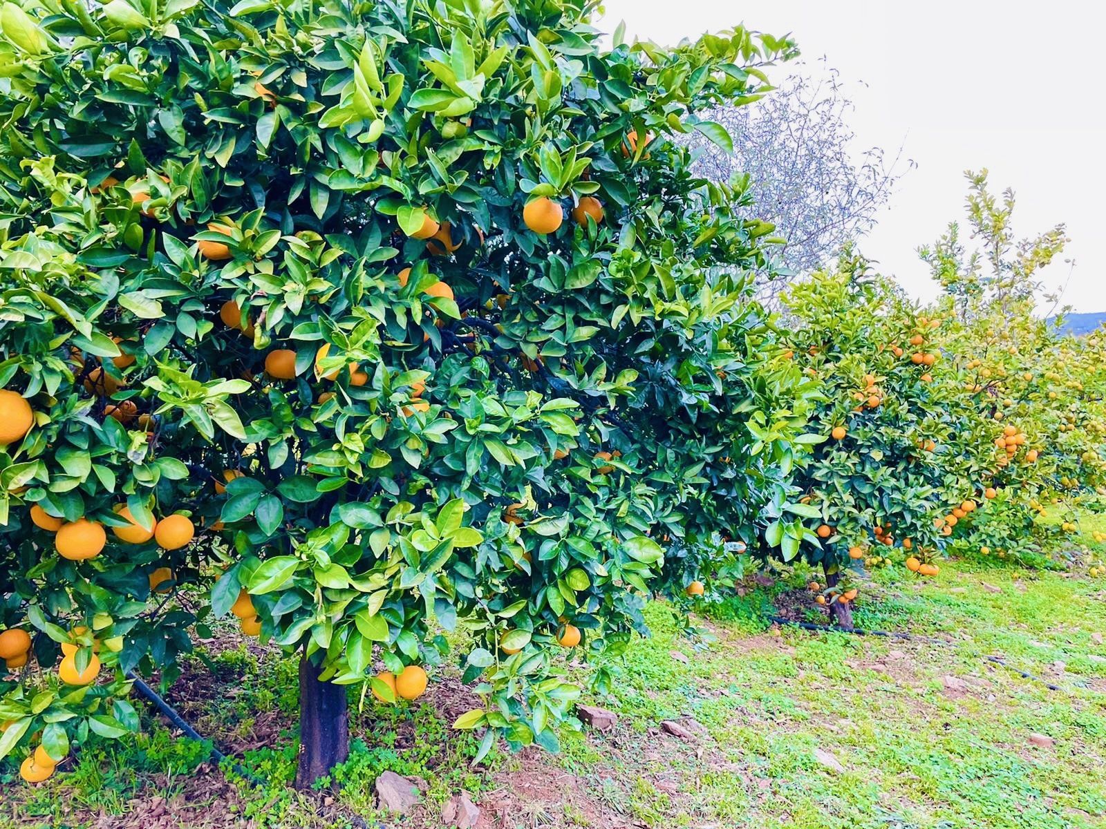Auf einem Feld wachsen an den Bäumen mehrere Orangen.