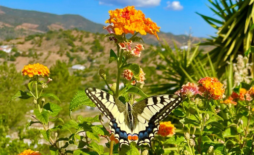 Ein Schmetterling sitzt auf einer Blume auf einem Feld.