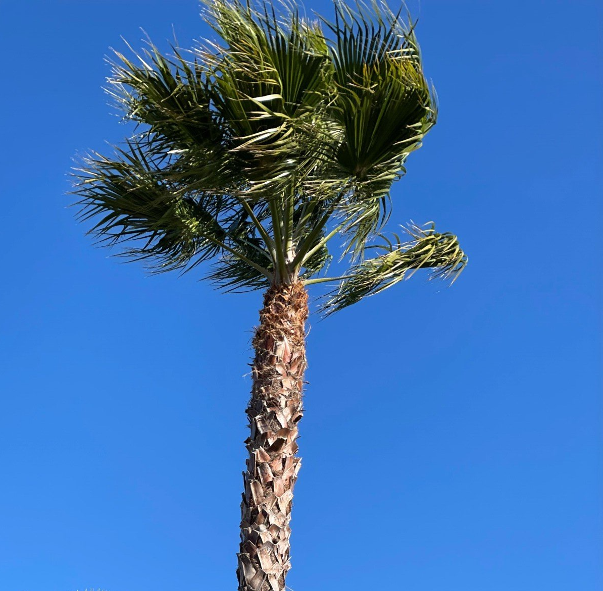 Eine Palme mit einem blauen Himmel im Hintergrund