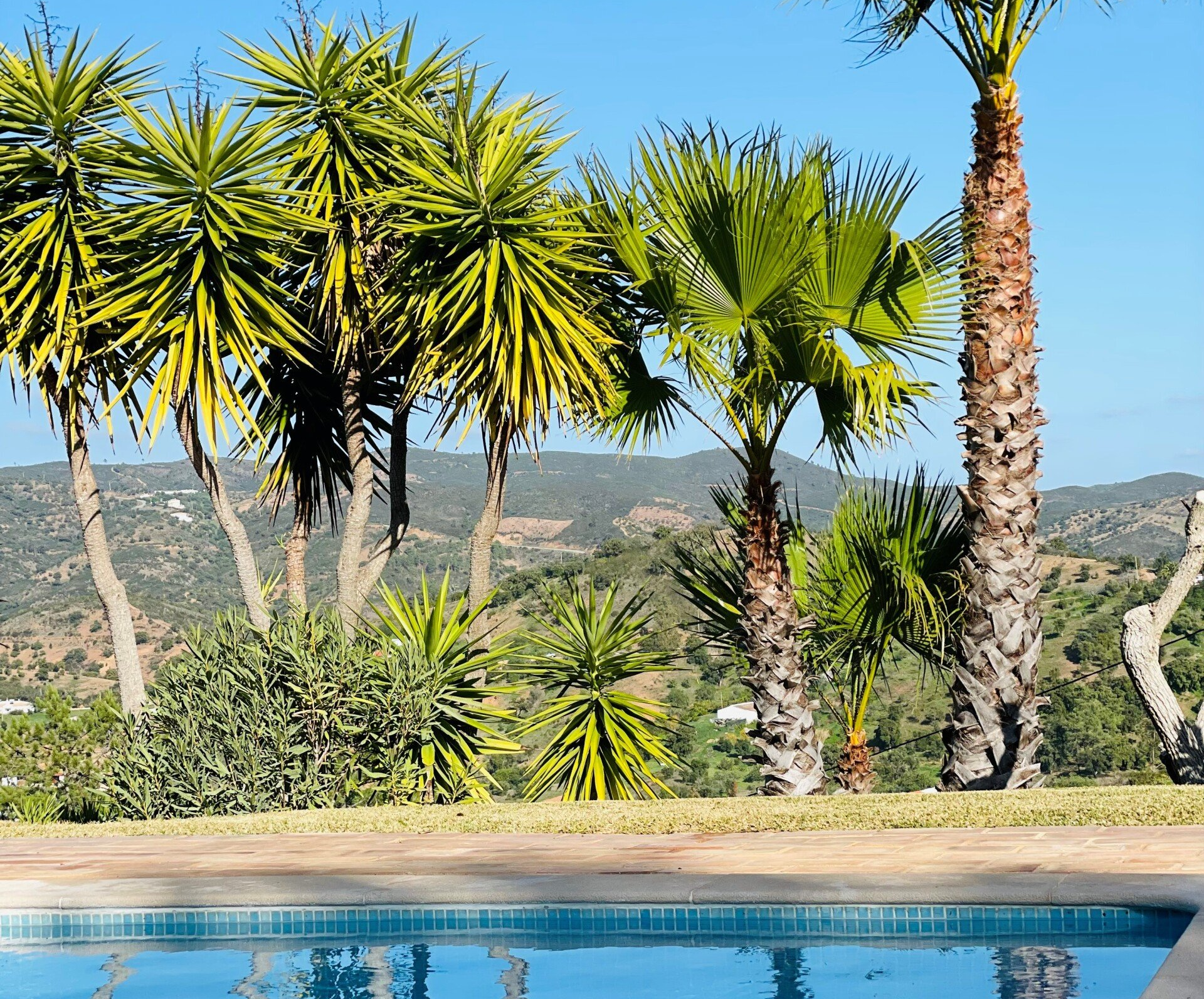 Ein Swimmingpool, umgeben von Palmen mit Bergen im Hintergrund