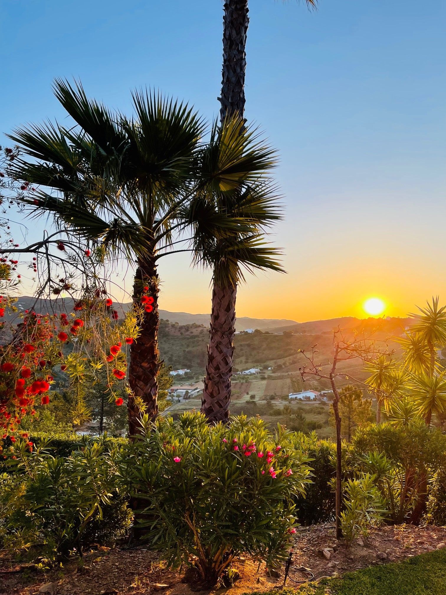 Ein Sonnenuntergang mit Palmen und Blumen im Vordergrund