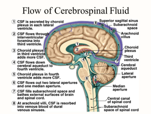 A diagram of the flow of cerebrospinal fluid in the brain.