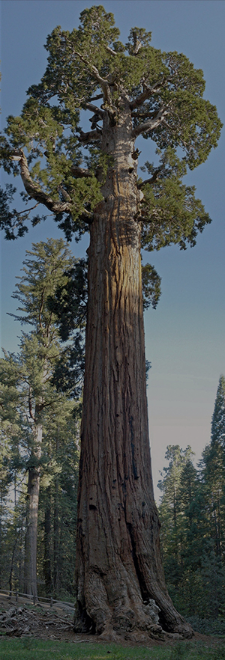 A large tree is standing in the middle of a forest.
