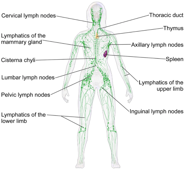 A diagram of the lymphatic system of the human body