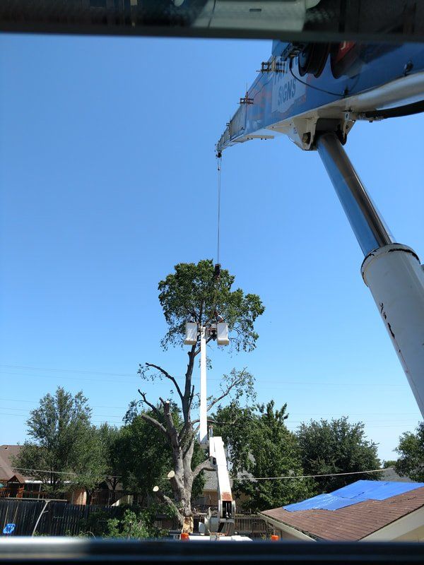 A tree is being cut down by a crane.