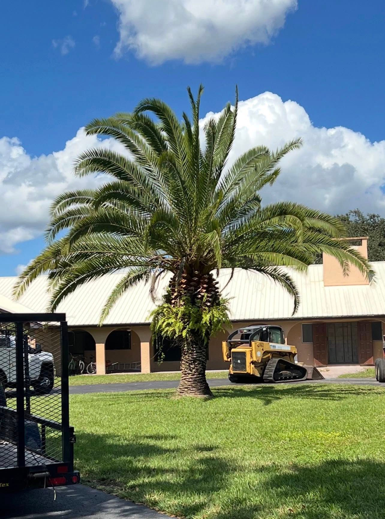 Palm tree in a sunny courtyard with a yellow construction vehicle near a beige building.