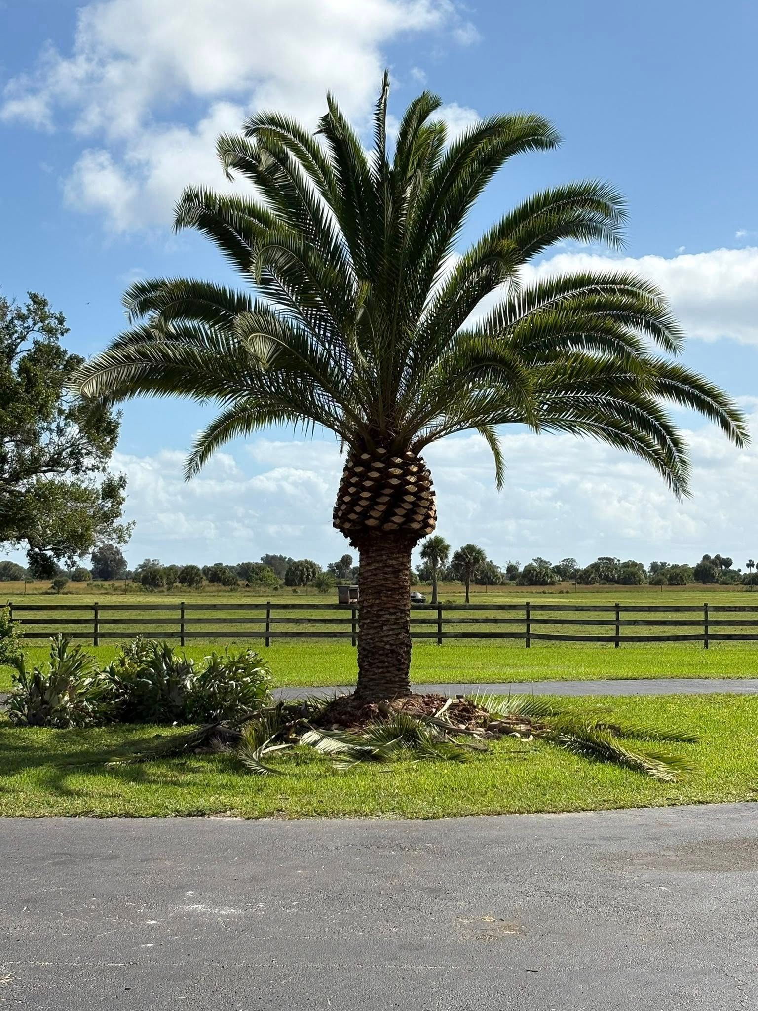 Palm tree by a roadside with green fields and a blue sky in the background