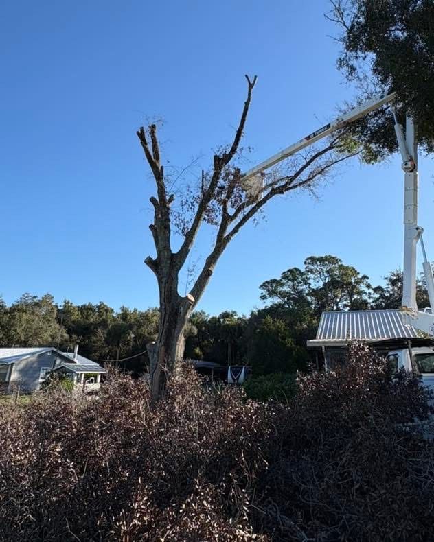 A tree with broken branches in a rural yard beside small buildings under a clear blue sky.