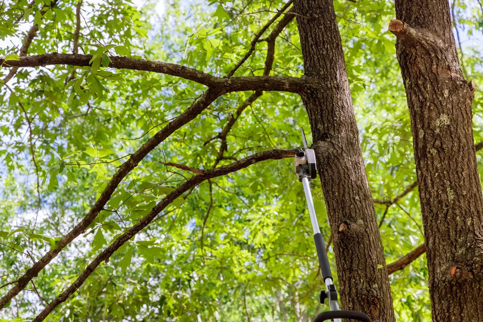 Man using a pole saw to trim a tree branch in a sunny, outdoor setting.