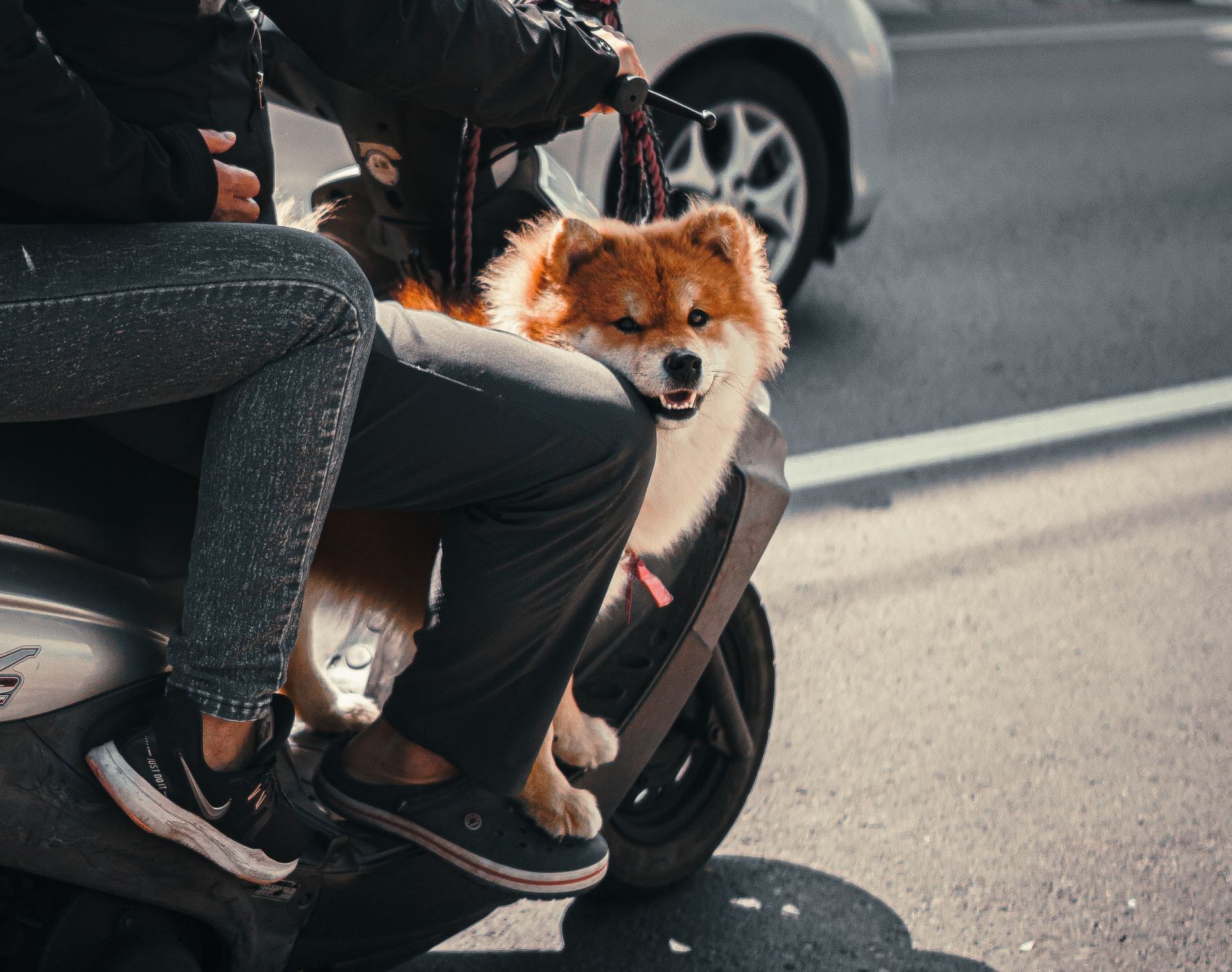 A person is riding a scooter with a dog on their lap