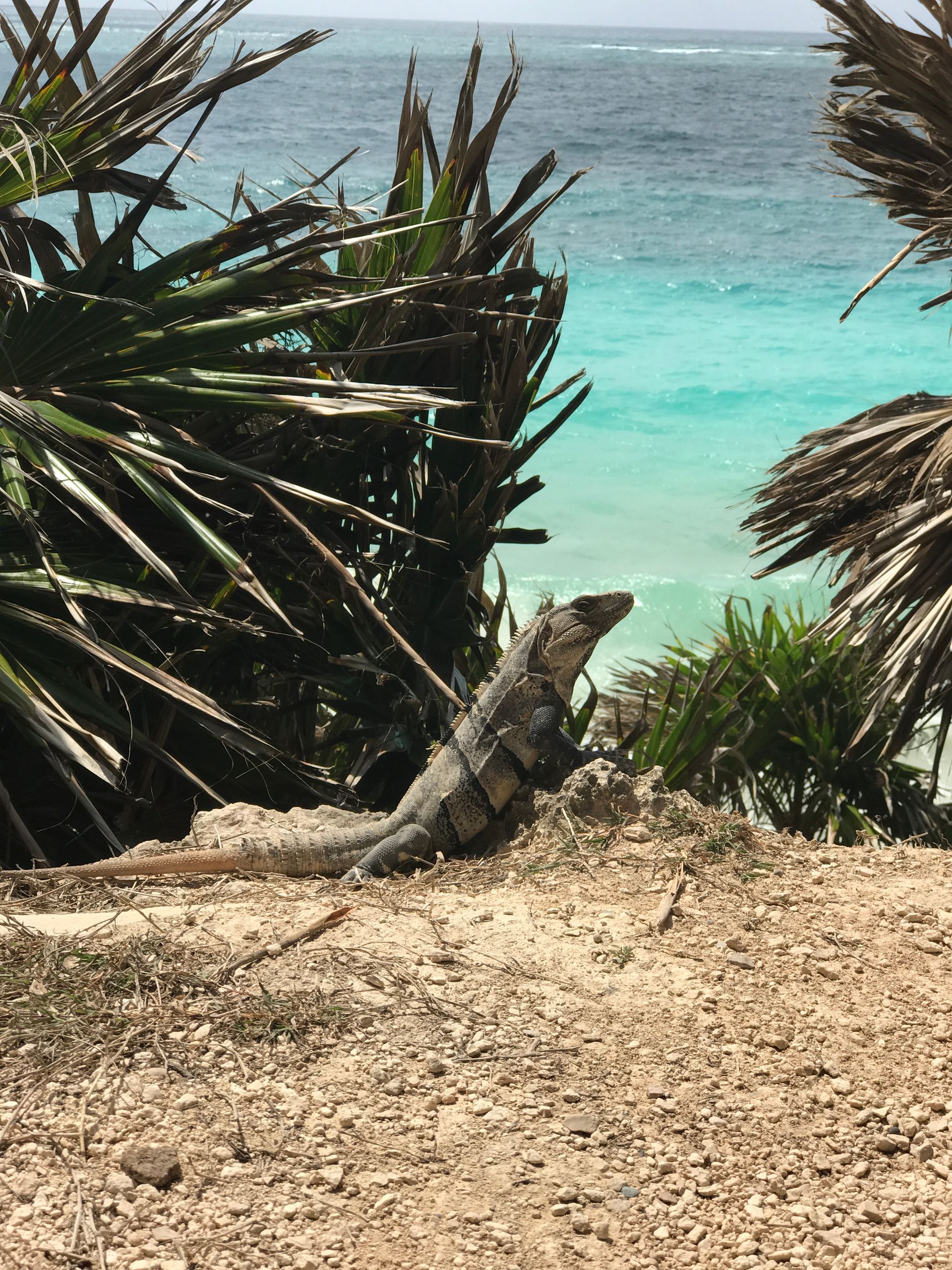 Iguana basking on sandy beach near turquoise water.