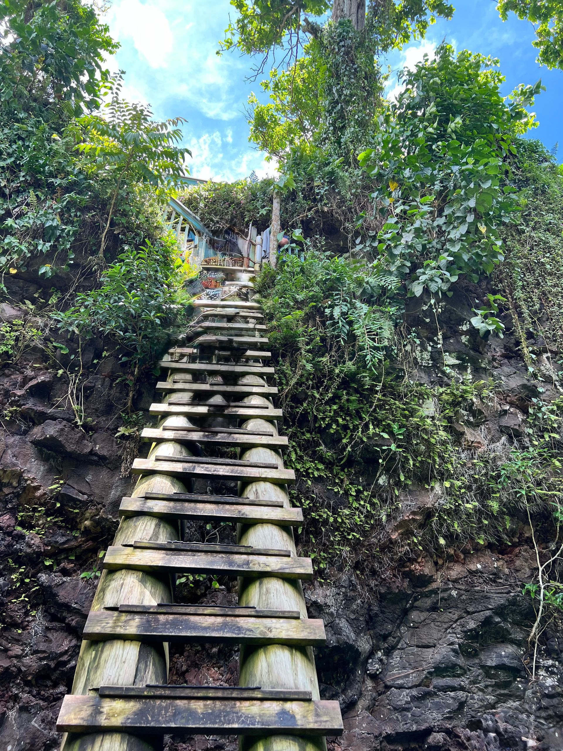 Wooden stairs leading up a steep, mossy cliff face towards a lush, green canopy under a bright blue sky.