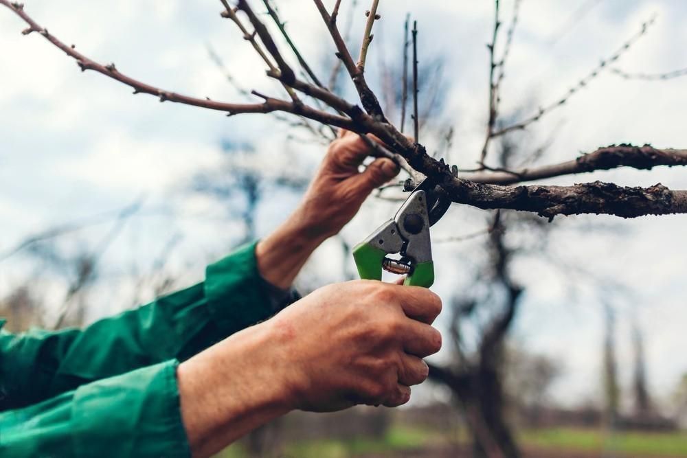 Hands pruning bare tree branches with green-handled shears outdoors in a cloudy orchard