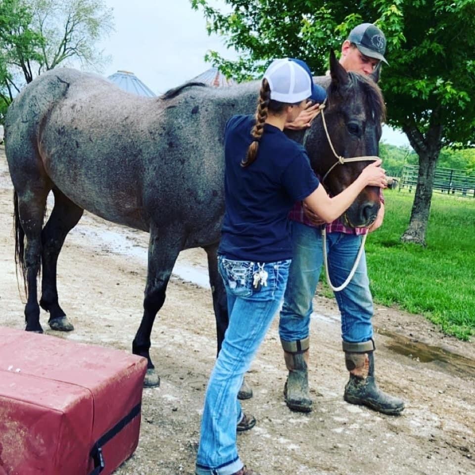 Two people examine a blue roan horse. 