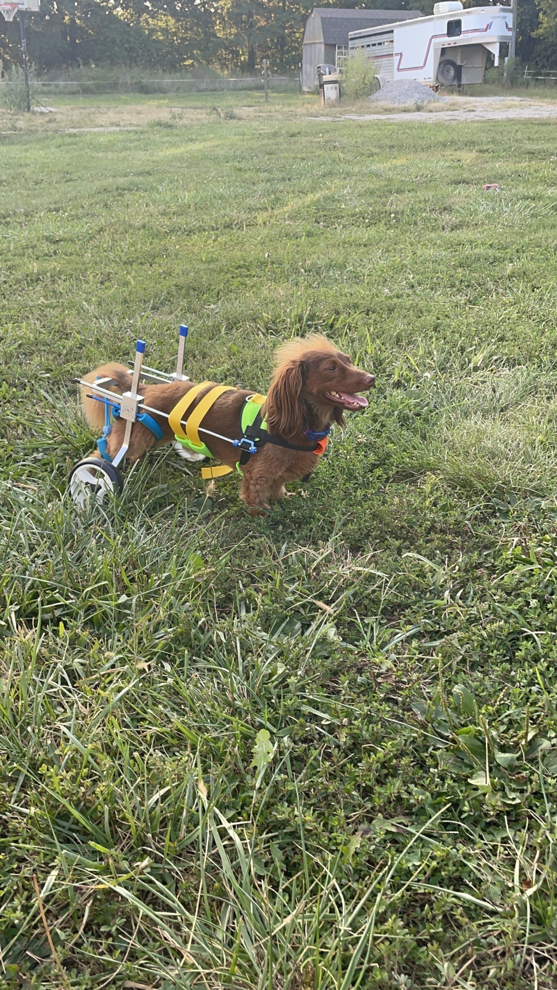 A dog in a wheelchair is standing in a grassy field.