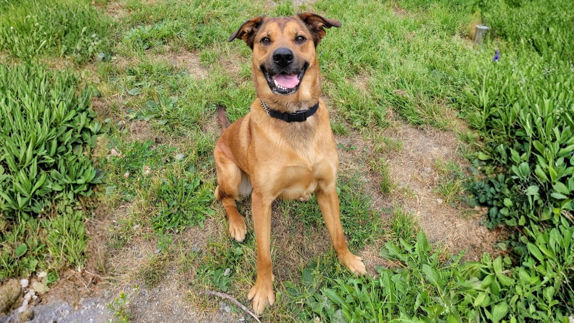 White and brown dog running on grass near a lake, tongue out and ears up