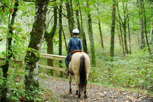Person riding a horse on a forest trail under green trees