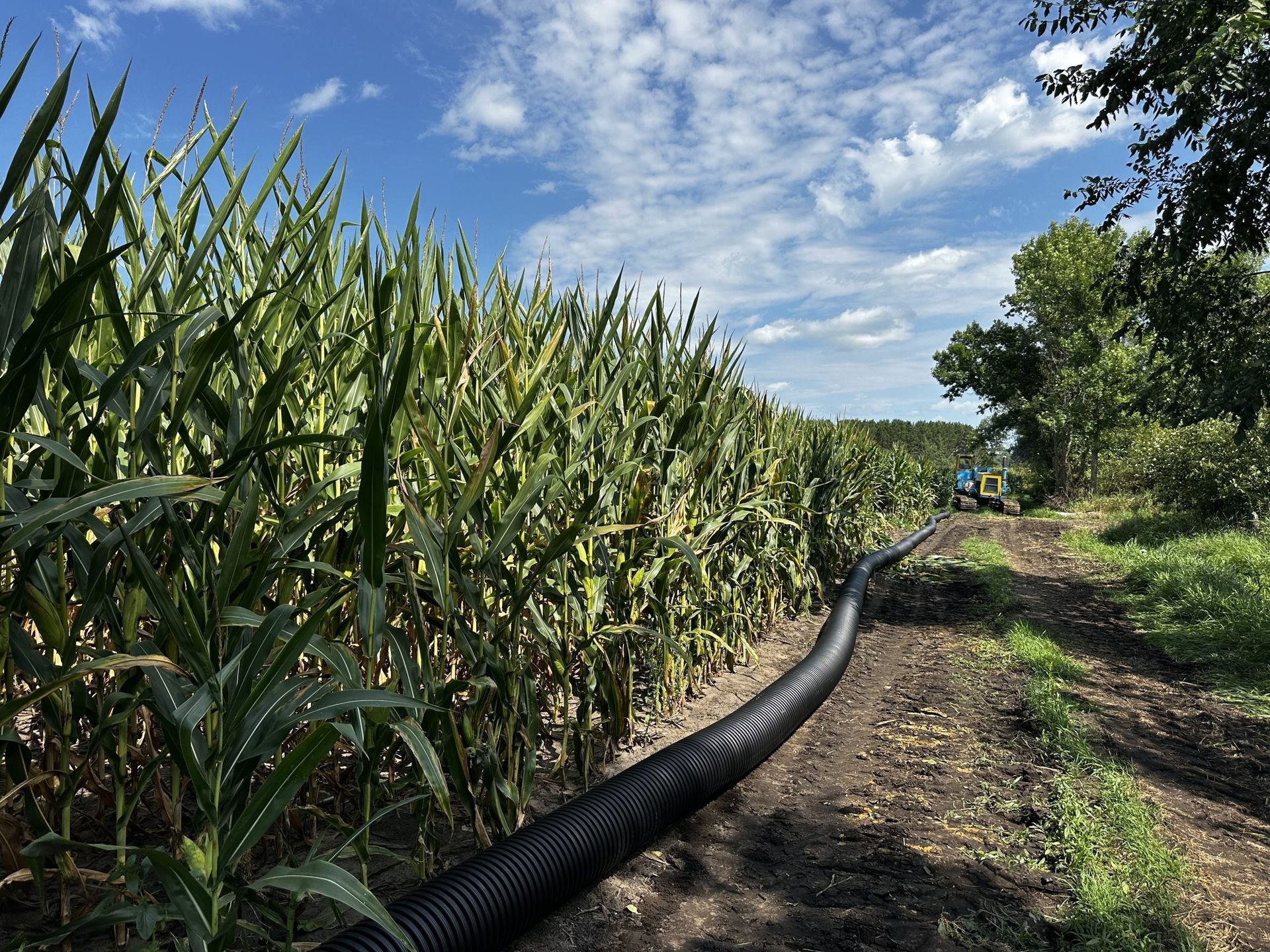 Cornfield beside a dirt path with a black irrigation hose under a blue, cloudy sky