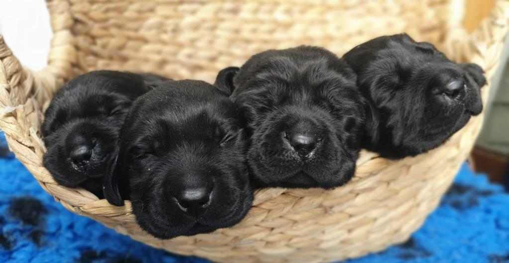 Four black puppies are sleeping in a wicker basket.