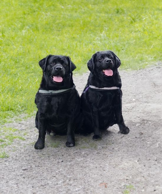 Two black dogs are sitting next to each other on a dirt road.