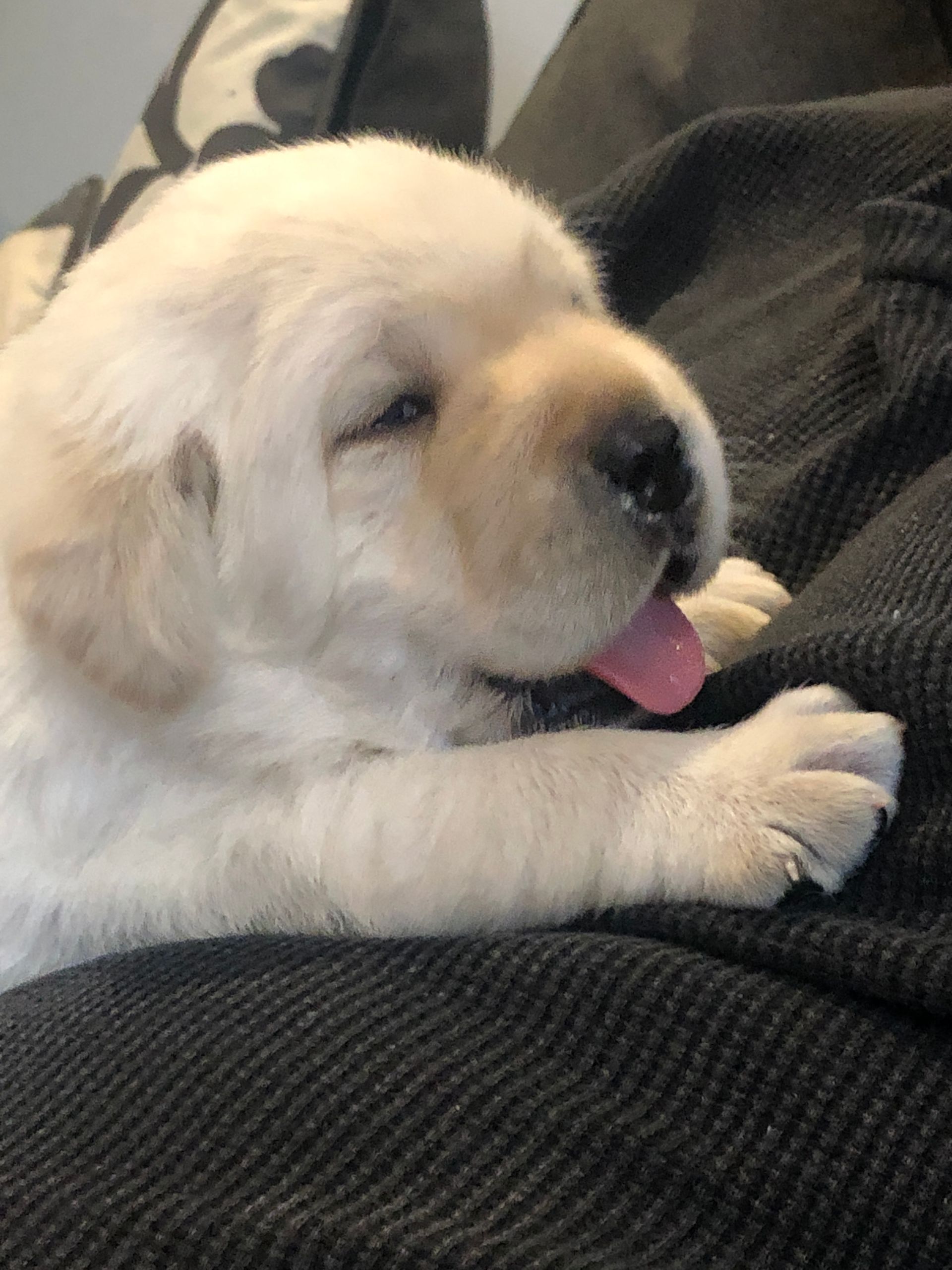 A puppy is laying on a couch with its tongue out.