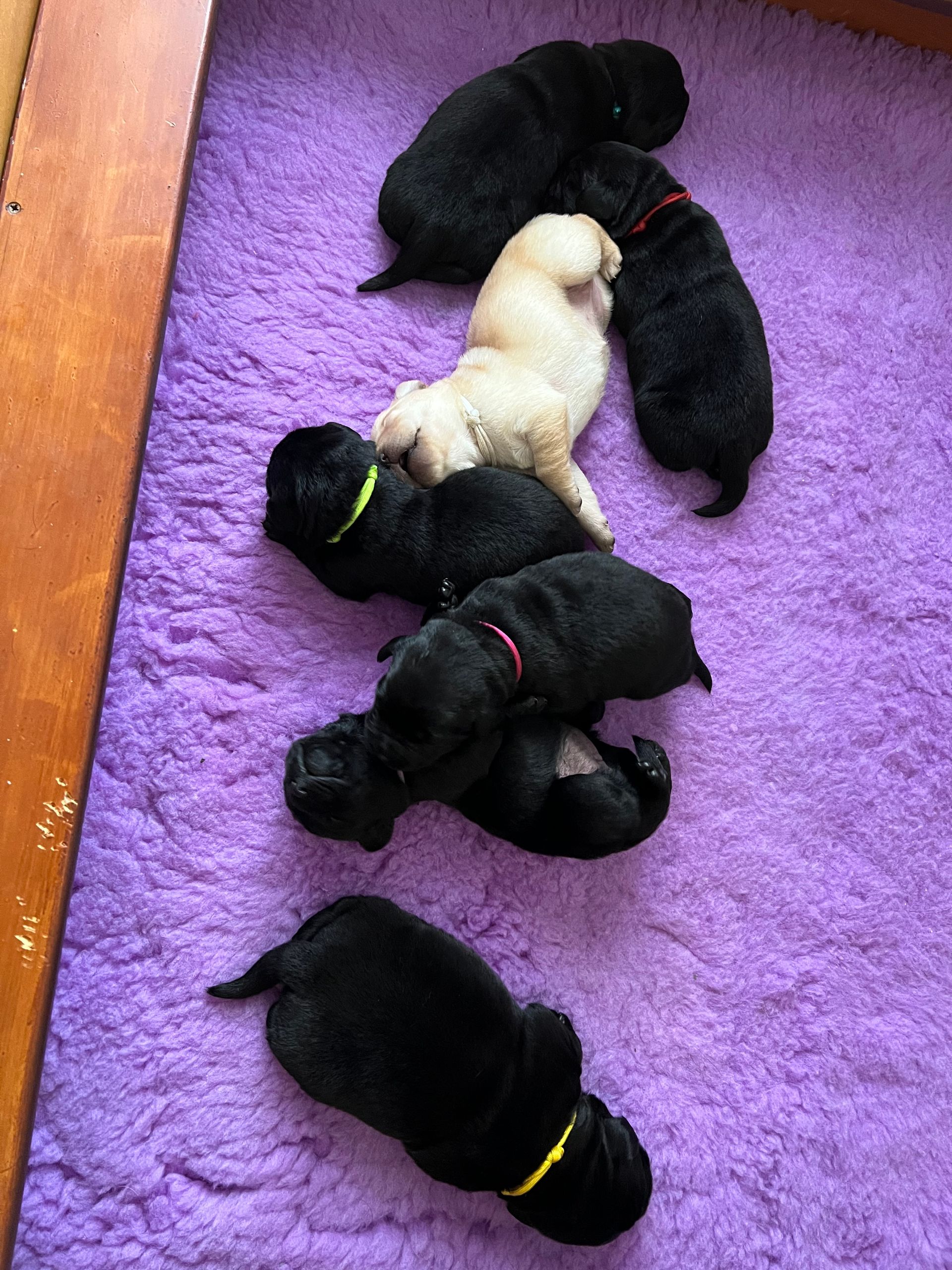 A group of puppies are laying on a purple blanket.