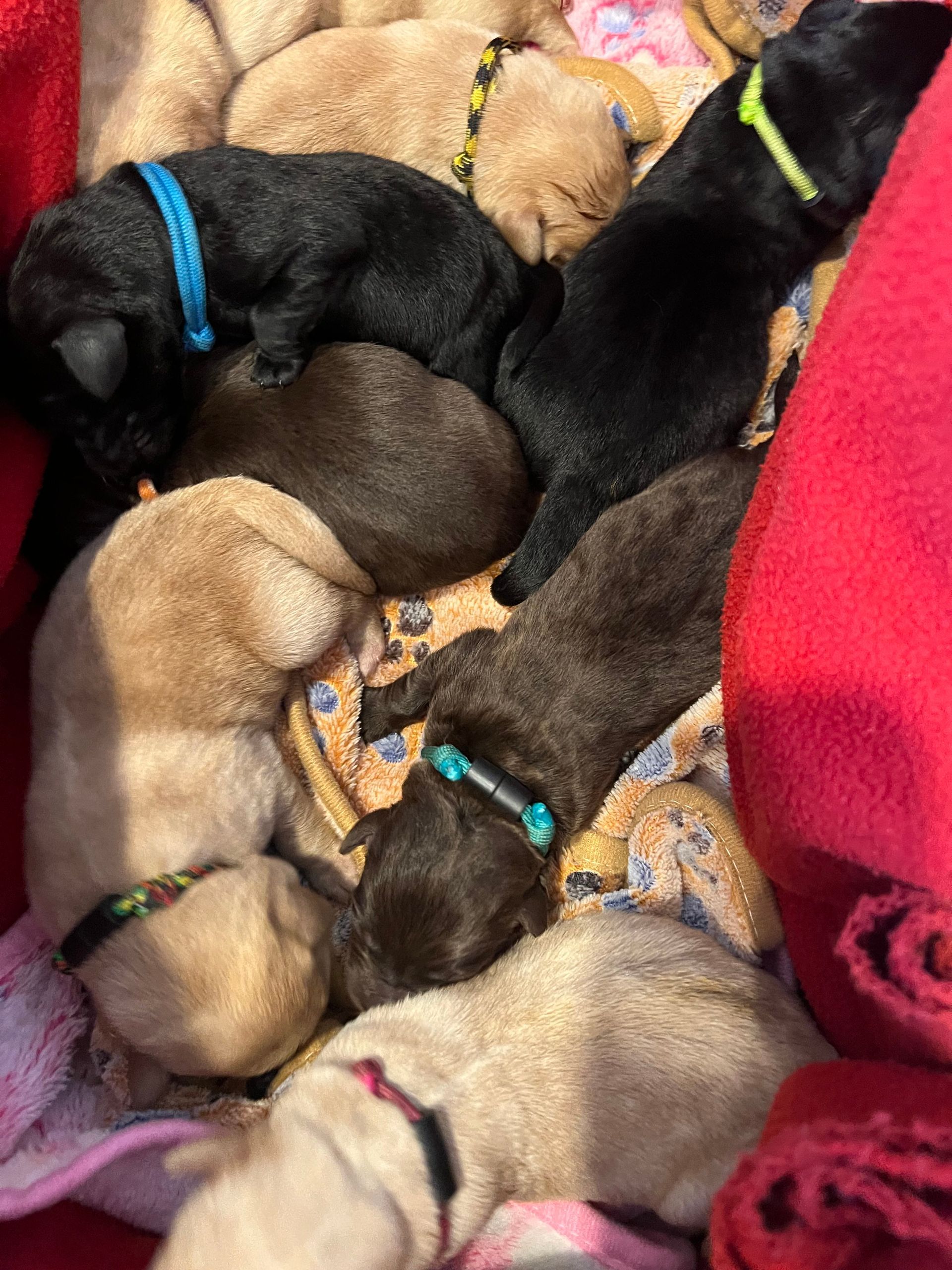 Group of Labradors