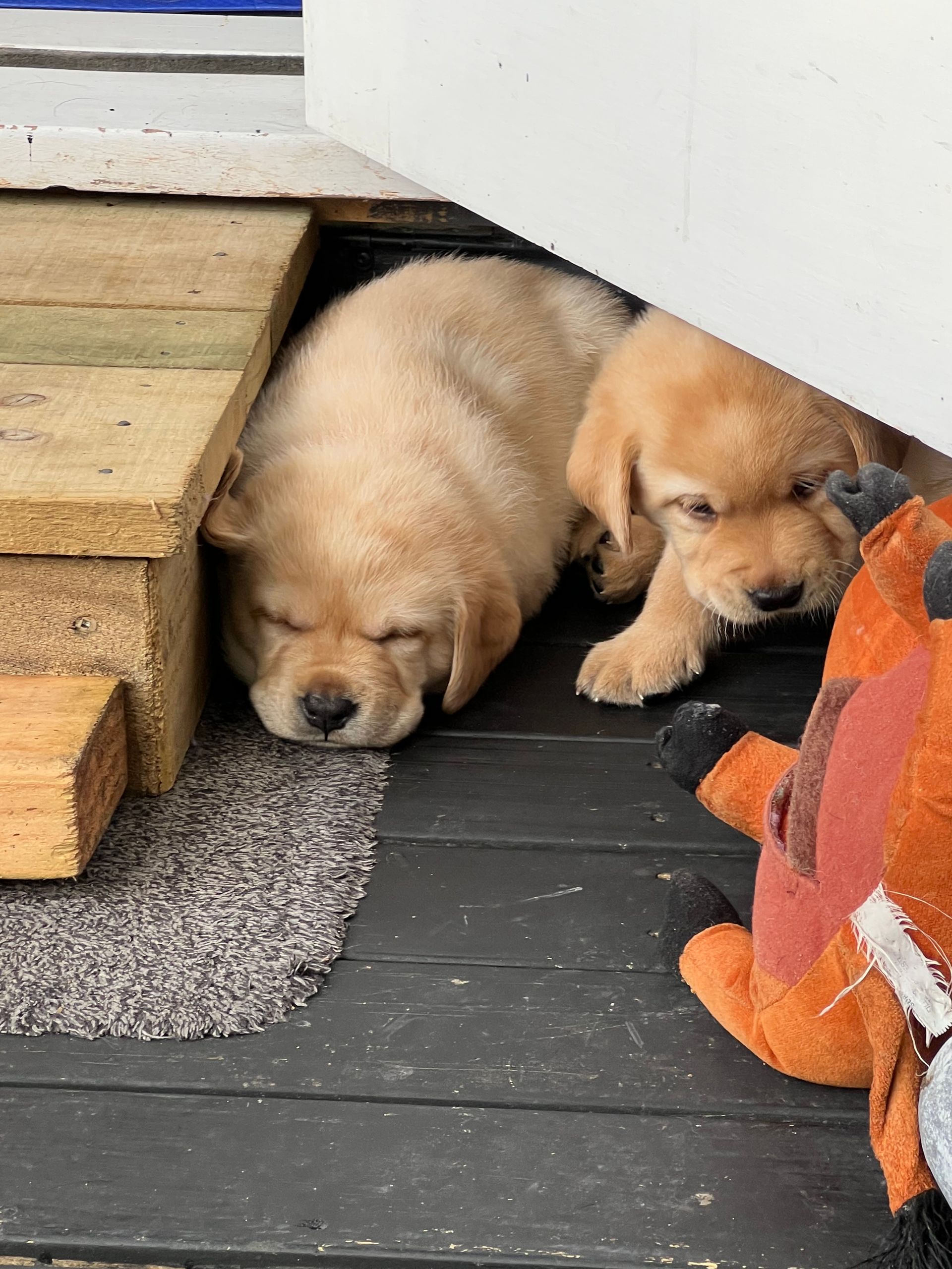Two blonde Labrador