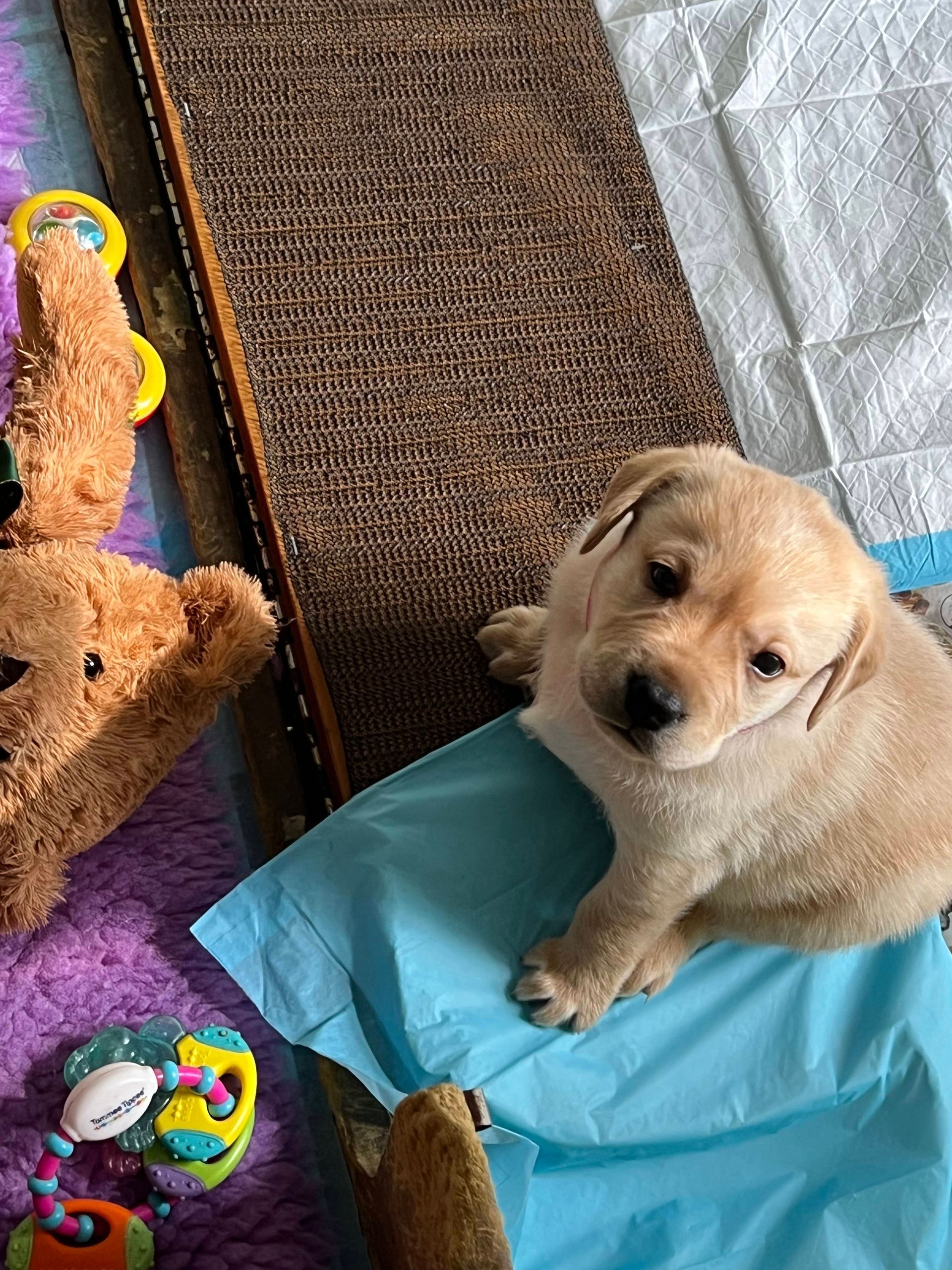 Blonde labrador