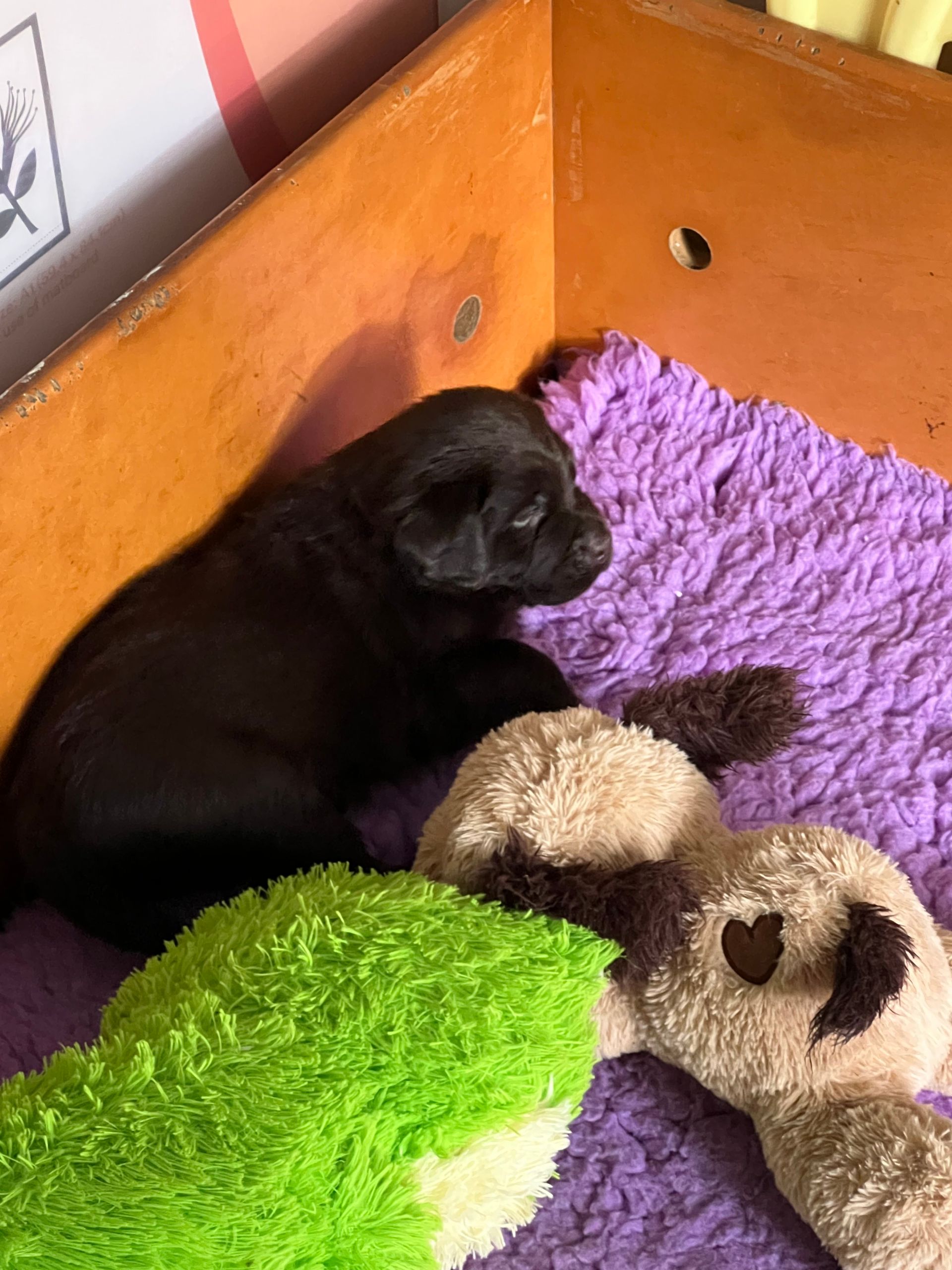 Black labrador